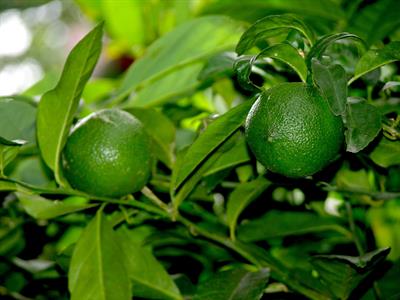 Citrus aurantifolia